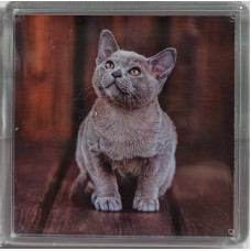 Магніт "Котик" - MAG-08
