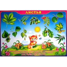 Плакат А-2 (картон) "Листья" ЭУ-П-27